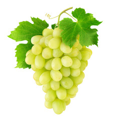 Isolated grapes. Bunch of Thompson table white grapes hanging on a vine isolated on white...