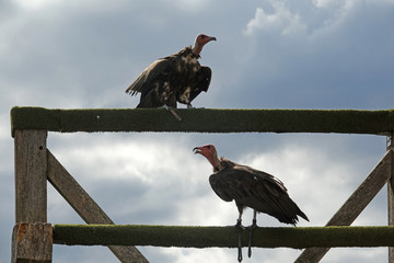 groupe de Vautours Néphron Moine