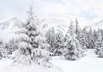 Winter landscape of mountains with of fir forest in snow. Carpathian mountains. Ukraine