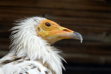 tête d'un Vautour Percnoptère