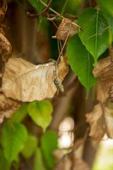 dead dry green Asian vine snake on green leaf,