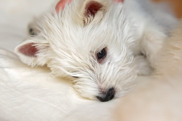 Westie puppy 02