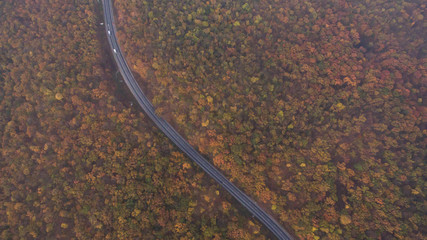 The road among the autumn forest at sunset.