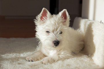 westie baby at home