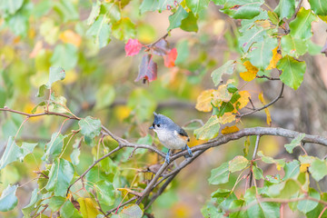 One tufted titmice titmouse tit bird perched on cherry tree branch in sunny colorful spring summer or autumn in Virginia with bokeh of foliage