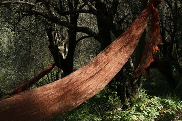 Nets for olive harvesting in a cultivation of plants in Liguria.