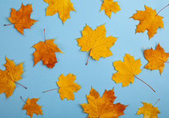 Colorful autumn leaves. Yellow maple leaves on a blue background. Top view.  