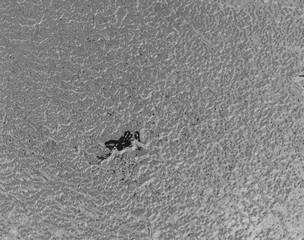 footprints in the sand