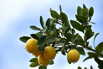 small yellow lemons with raindrops with blue sky in the background