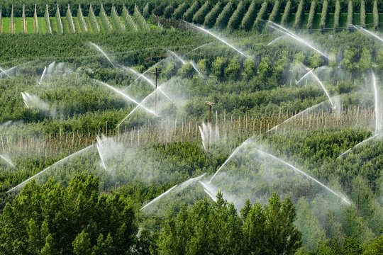 Irrigation of orchards in Italy on a sunny day in summer