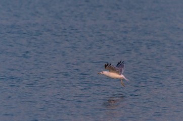 Fototapeta na wymiar Beautiful seagull flying over the sea