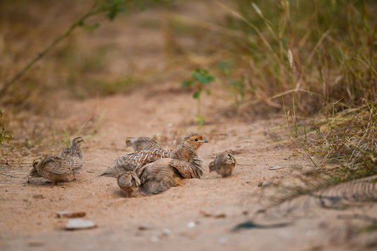 grey francolin or grey partridge or Francolinus pondicerianus family with chicks walking together on a jungle track at Ranthambore national park, india