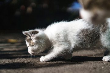 Adorable cute white little kitten playing outdoors on a sunny day. 