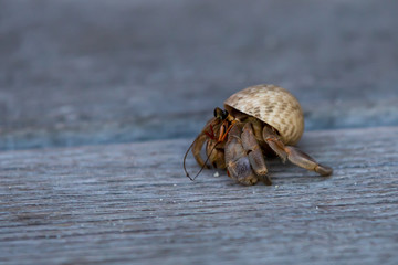 closeup of Hermit crabs (decapod crustaceans)