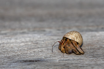 closeup of Hermit crabs (decapod crustaceans)