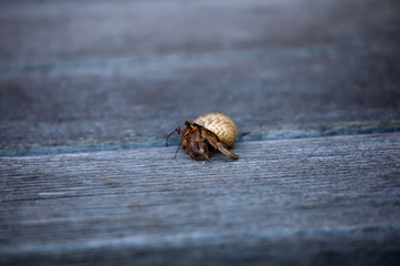 closeup of Hermit crabs (decapod crustaceans)