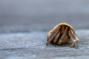 closeup of Hermit crabs (decapod crustaceans)
