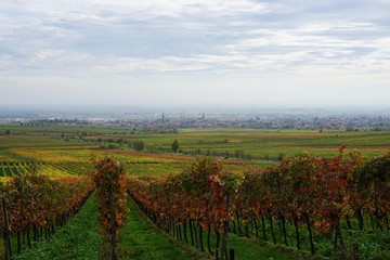 Fototapeta na wymiar Stimmungsvolle Herbstlandschaft der Südlichen Weinstrasse