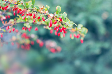 Branch with barberries at autumn