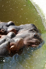 Fototapeta na wymiar Couple d'hippopotame