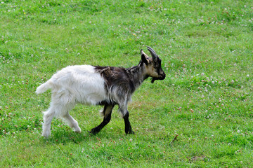 Fototapeta premium Thüringer Waldziege