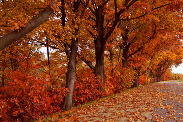 Autumn red orange trees park alley