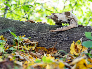 Schädlknochen im Herbstlaub