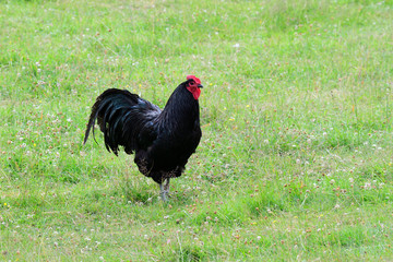 Australorp Hühner auf einem Bauernhof