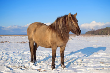 Semi-wild konik polski horse at Engure Lake Nature Park, Latvia on sunny winter day © Julija