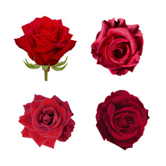 Red roses arranged 4 sets on a white background - vector