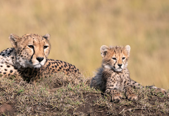 Adorable young cheetah cub sitting on a large mound with its protective mother watching over it intently.  Image taken in the Maasai Mara, Kenya.