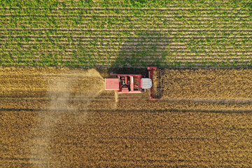 Obraz na płótnie Canvas Aerial drone top down view on red harvester during wheat field harvesting, collecting seeds, making dust cloud, driving forward