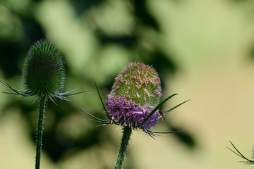 Dipsacus fullonum - Wilde Karde	
