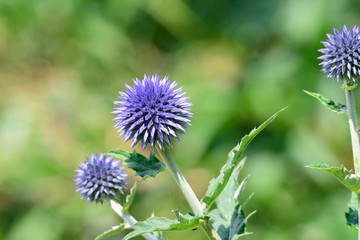 Blüten der Kugeldistel Veitchs Blue