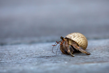 closeup of Hermit crabs (decapod crustaceans)