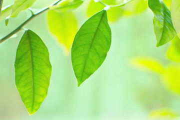 Beautiful nature background with lemon tree leafs 