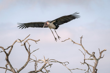 Marabou Stork coming in for a landing with its wings outstretched, on a tree branch, against a cloudy blue sky.  Image taken in the Maasai Mara, Kenya.