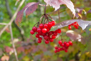Autumn flowers in Austria