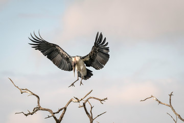 Marabou Stork coming in for a landing with its wings outstretched, on a tree branch, against a cloudy blue sky.  Image taken in the Maasai Mara, Kenya.