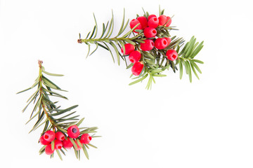 The common yew (Taxus baccata) twig with red arils on a white background