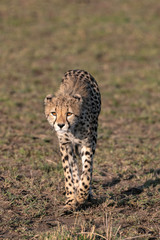 Young cheetah walking straight towards the camera in the early morning sunlight.  Image taken in the Maasai Mara, Kenya.