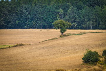 Obraz premium Plowed field with a tree
