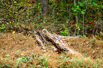 Nature image  of foliage during the fall season