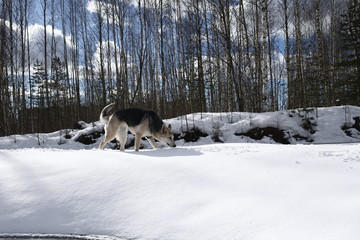 Young Female stray dog in Snow in sunny day
