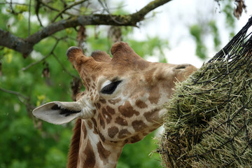 girafe en plein repas