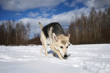 Young Female stray dog in Snow in sunny day