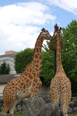 couple de girafe entrain de manger