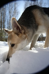 View at a mongrel dog in winter outside