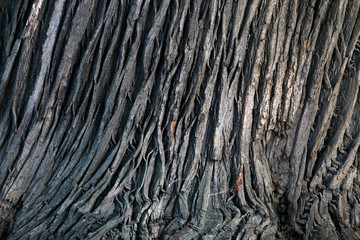 Surface of a tree