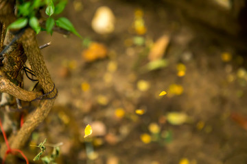 Closeup nature view of green leaf on blurred greenery background in garden with copy space using as background natural green plants landscape
